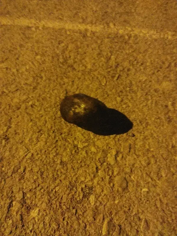 شهاب سنگ|کلکسیون اشیاء عتیقه|زابل, |دیوار