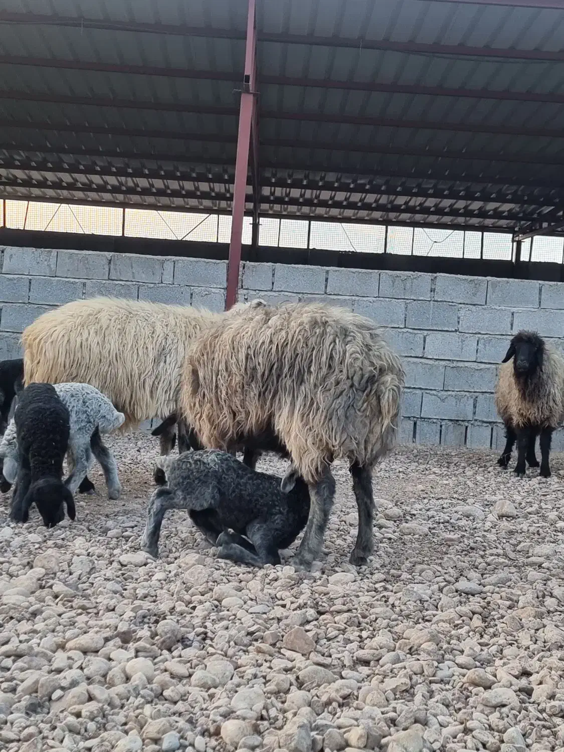 استخدام در دامداری فسا|استخدام سرایداری و نظافت|فسا, |دیوار