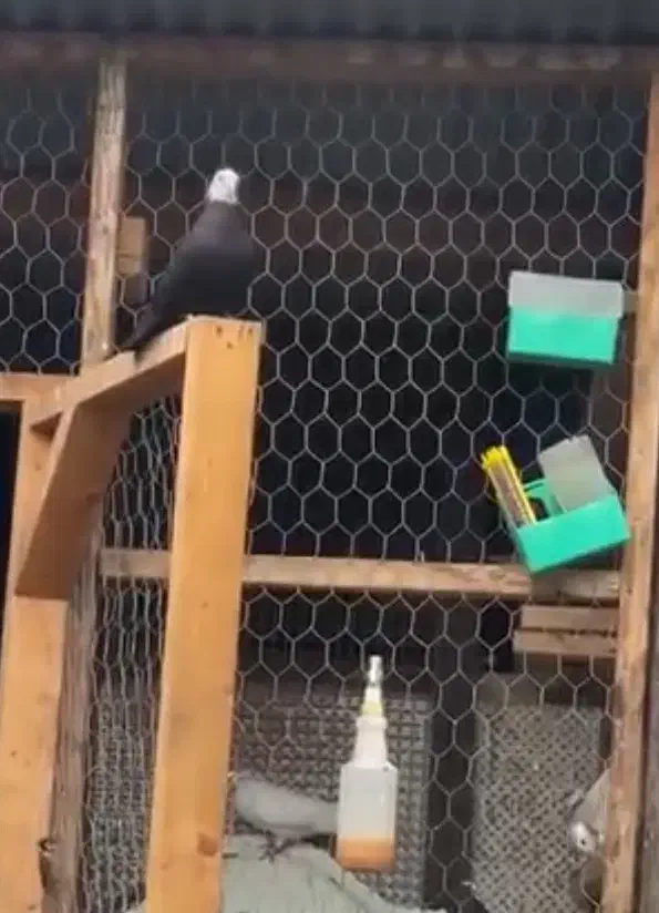 جفتکن|لوازم جانبی حیوانات|یزد, |دیوار