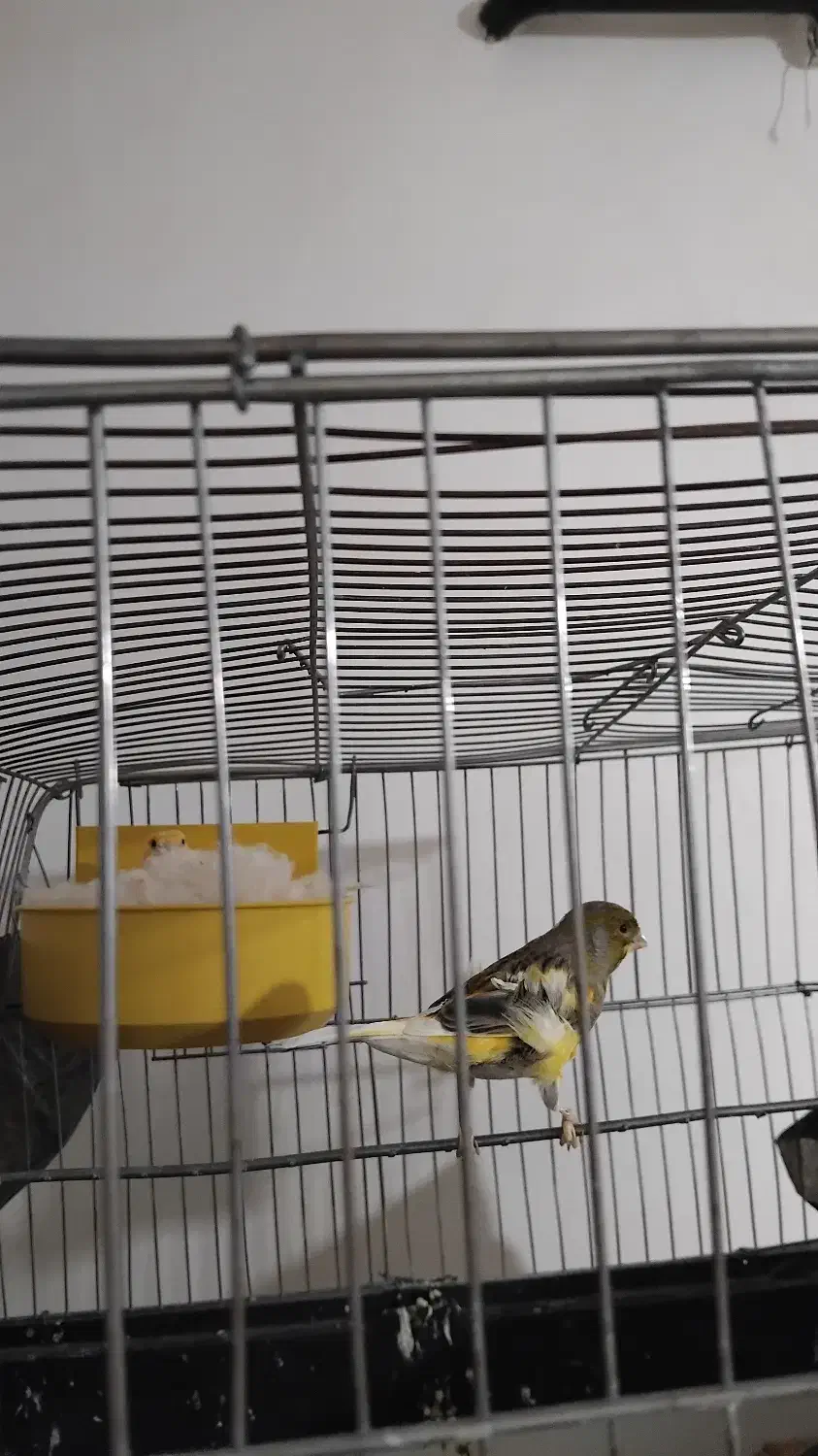 جفت قناری|پرنده|سردشت, |دیوار