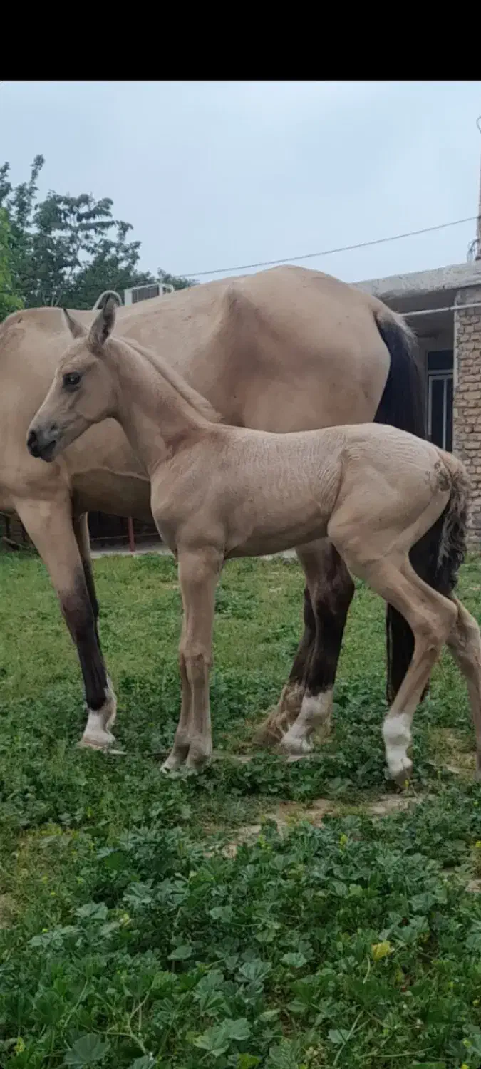 فروش نریون|اسب و تجهیزات اسب‌سواری|کرمان, |دیوار