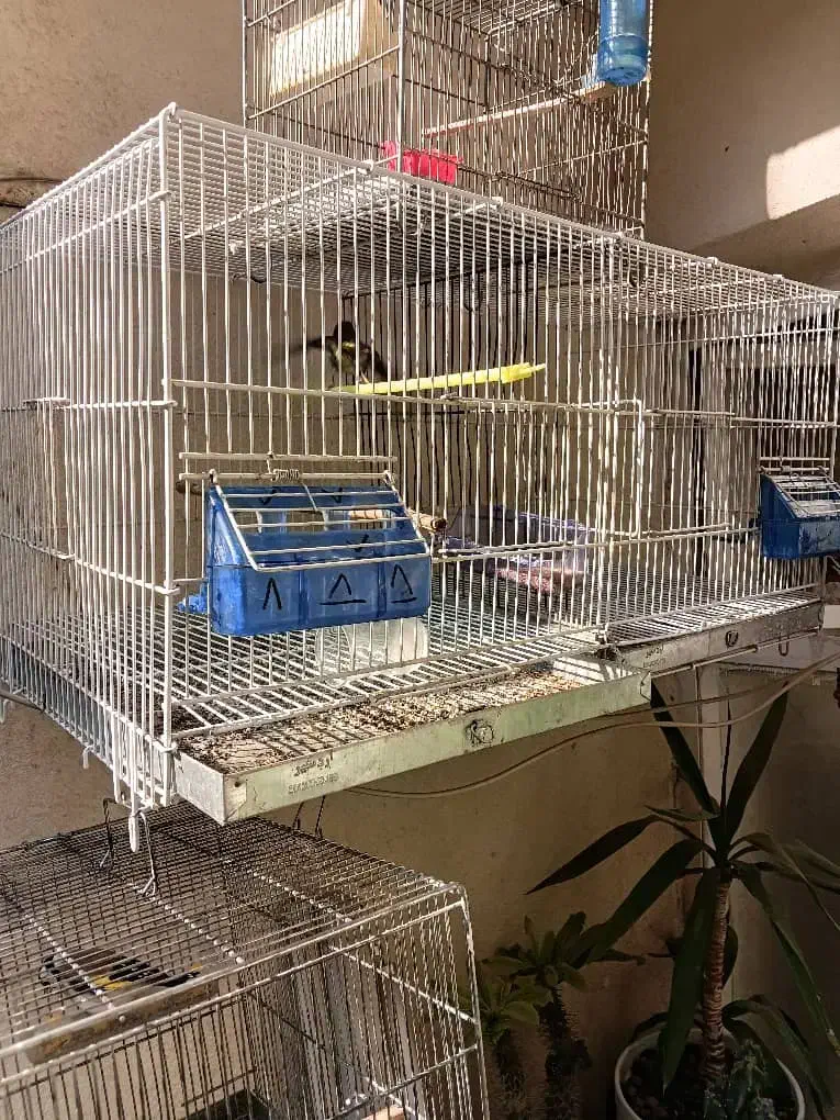 قفس پرون اردشیر|لوازم جانبی حیوانات|تهران, فلاح|دیوار