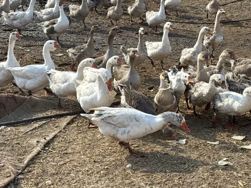 غاز محلی و قوغاز مولد و پرواری|حیوانات مزرعه|جوادآباد, |دیوار