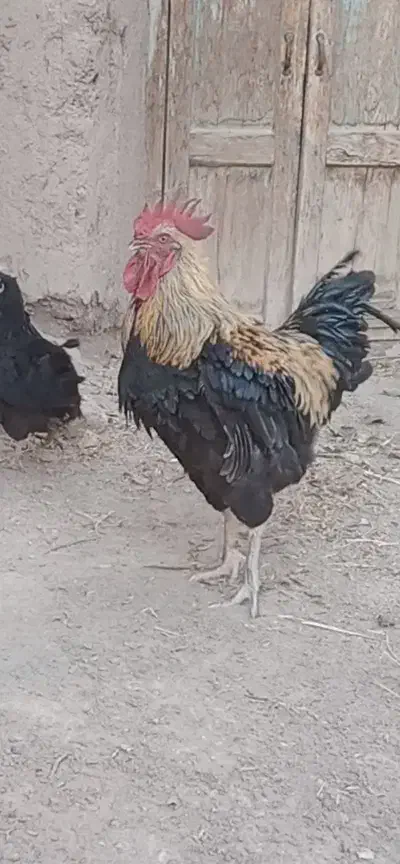 خروس|حیوانات مزرعه|تربتحیدریه, منظر|دیوار