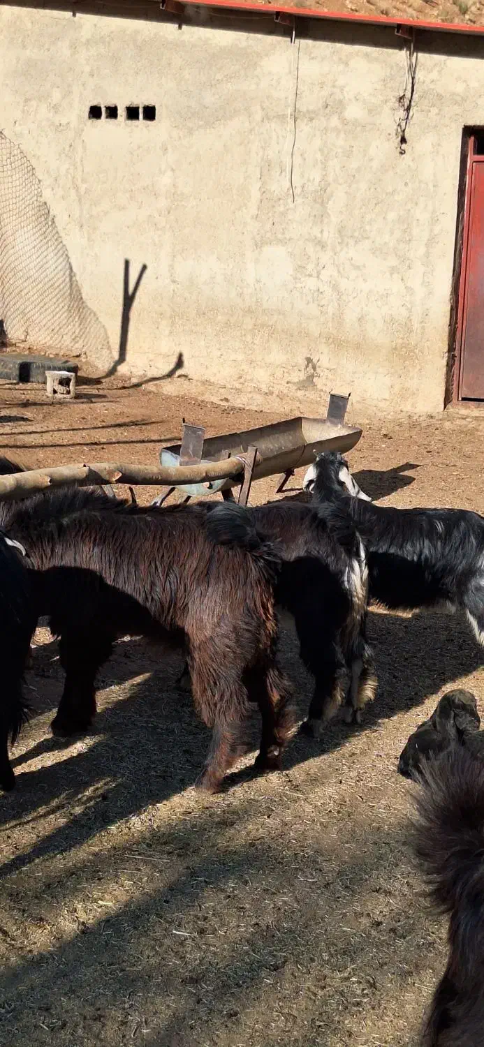 فروش کهره و بره|حیوانات مزرعه|شیراز, شهرک والفجر|دیوار