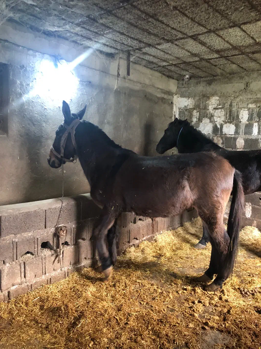 قاطر|حیوانات مزرعه|تنکابن, |دیوار