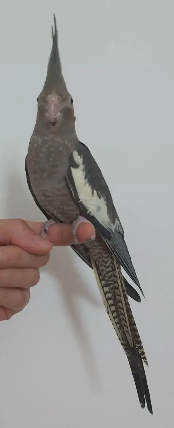 عروس هلندی نر ۲.۵ماهه|پرنده|آمل, |دیوار