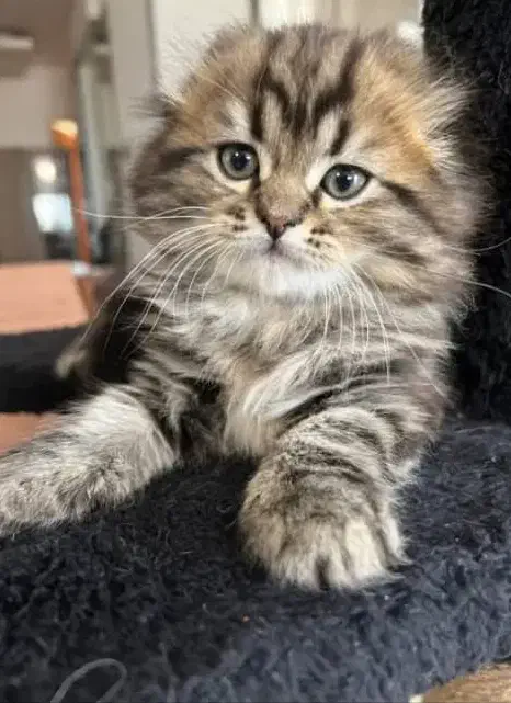 گربه اسکاتیش وهیمالین|گربه|فردیس, ثابتی|دیوار