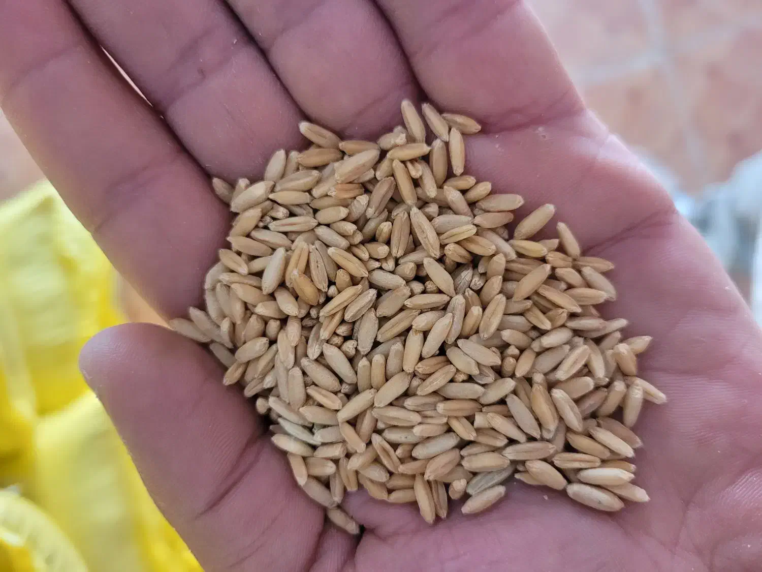 گندم دیم بذری|خدمات باغبانی و درختکاری|کمیجان, |دیوار