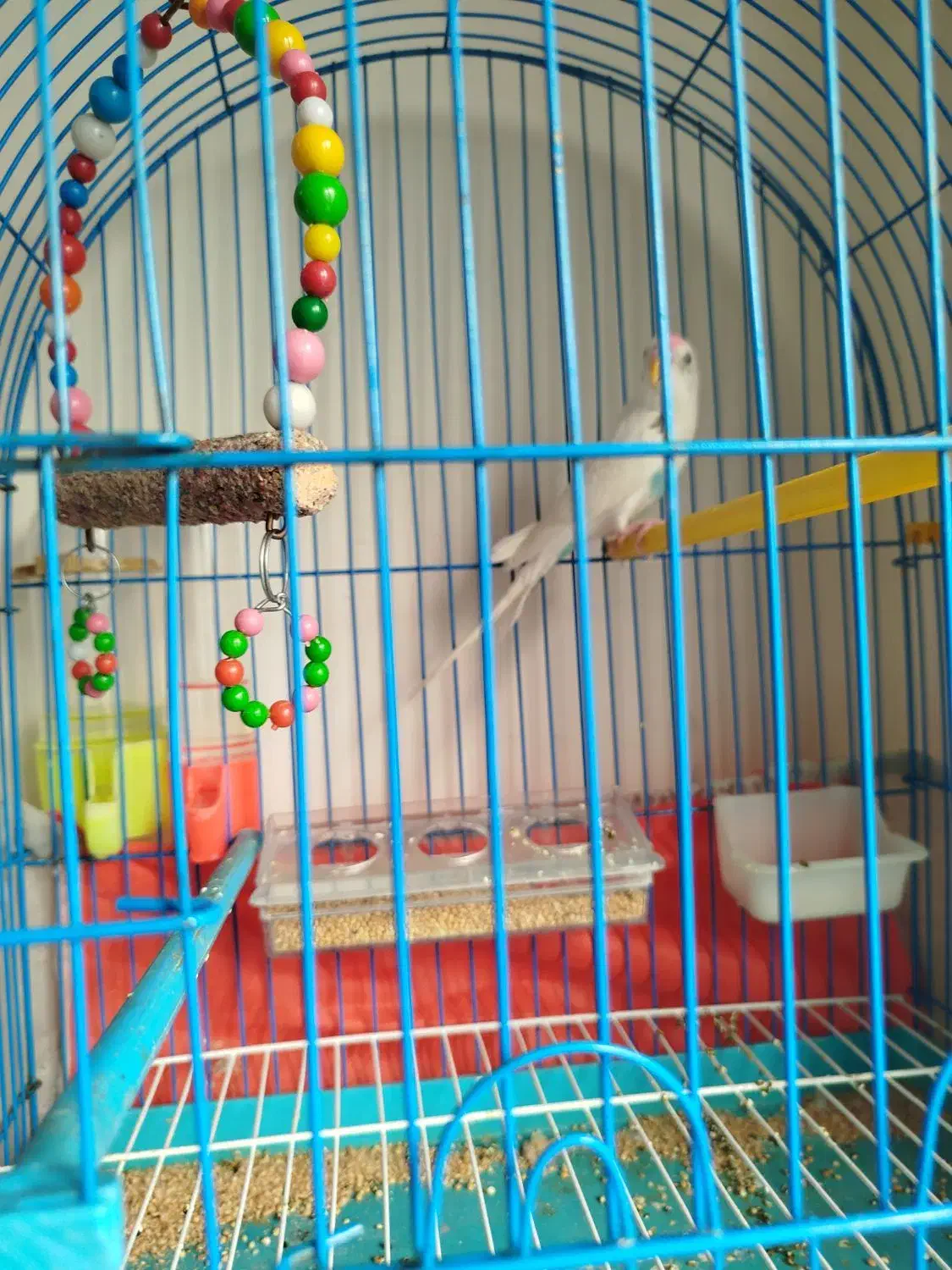 مرغ عشق همراه قفس|پرنده|تبریز, |دیوار