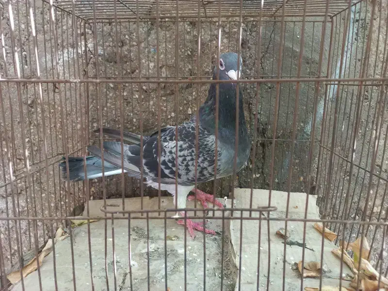 کفتر|پرنده|بندرعباس, |دیوار