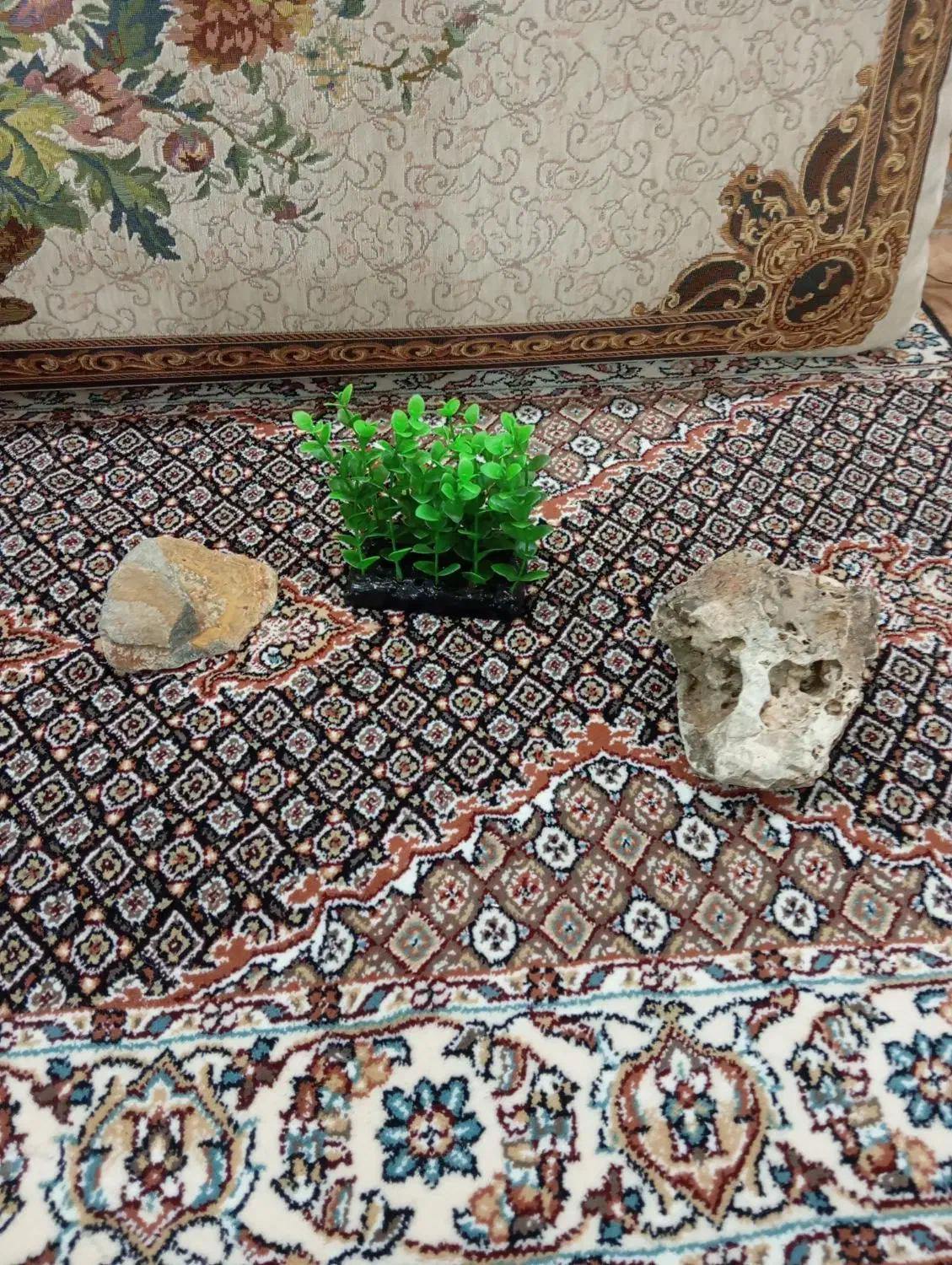 لوازم تزیینی آکواریوم|ماهی|زابل, |دیوار