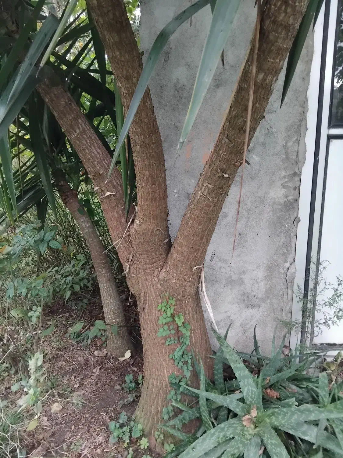 گل یوگا|گل و گیاه طبیعی|تالش, طولارود|دیوار