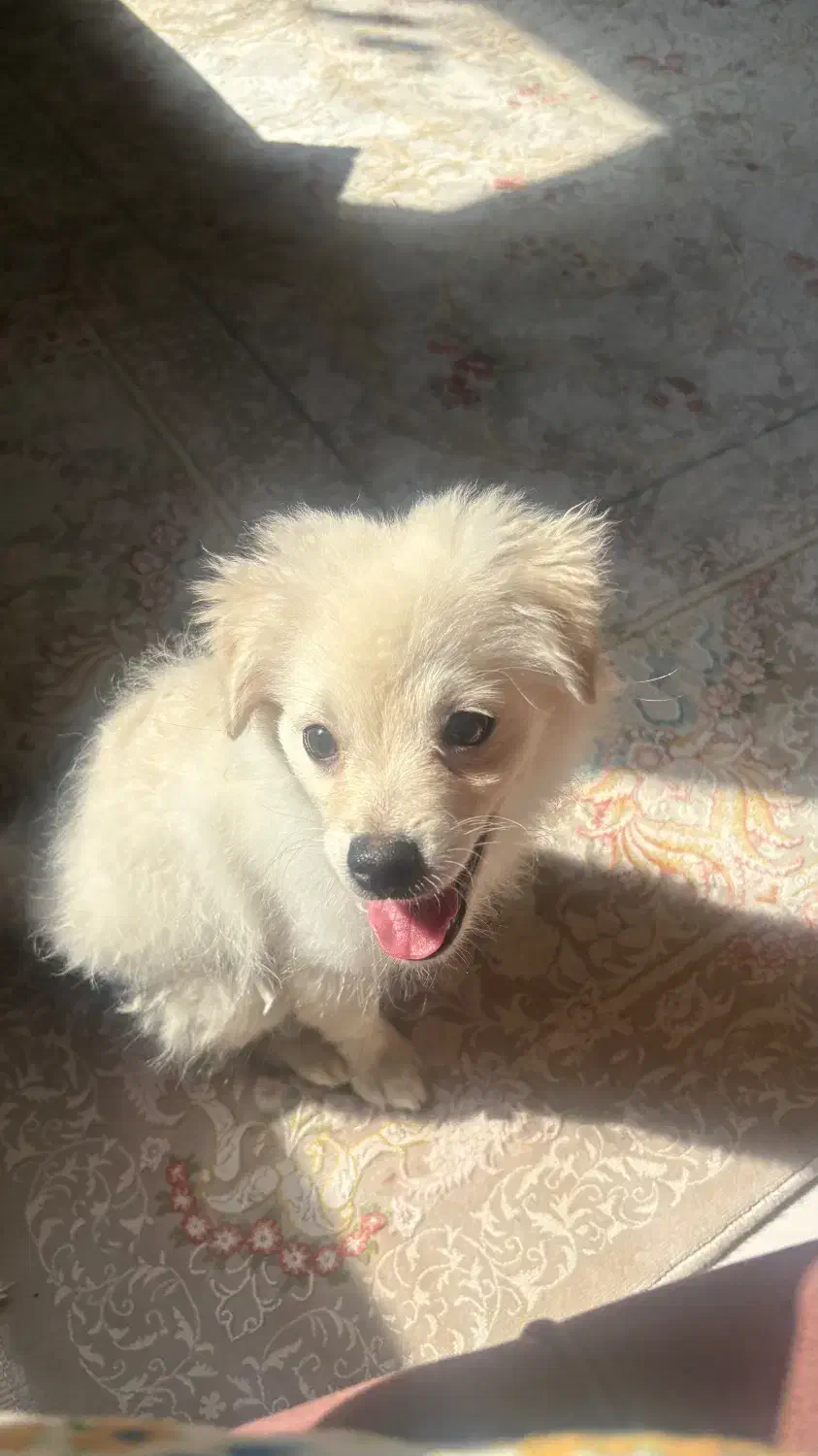 سگ با وسیله کامل و آموزش دیده|سگ|بندرعباس, |دیوار