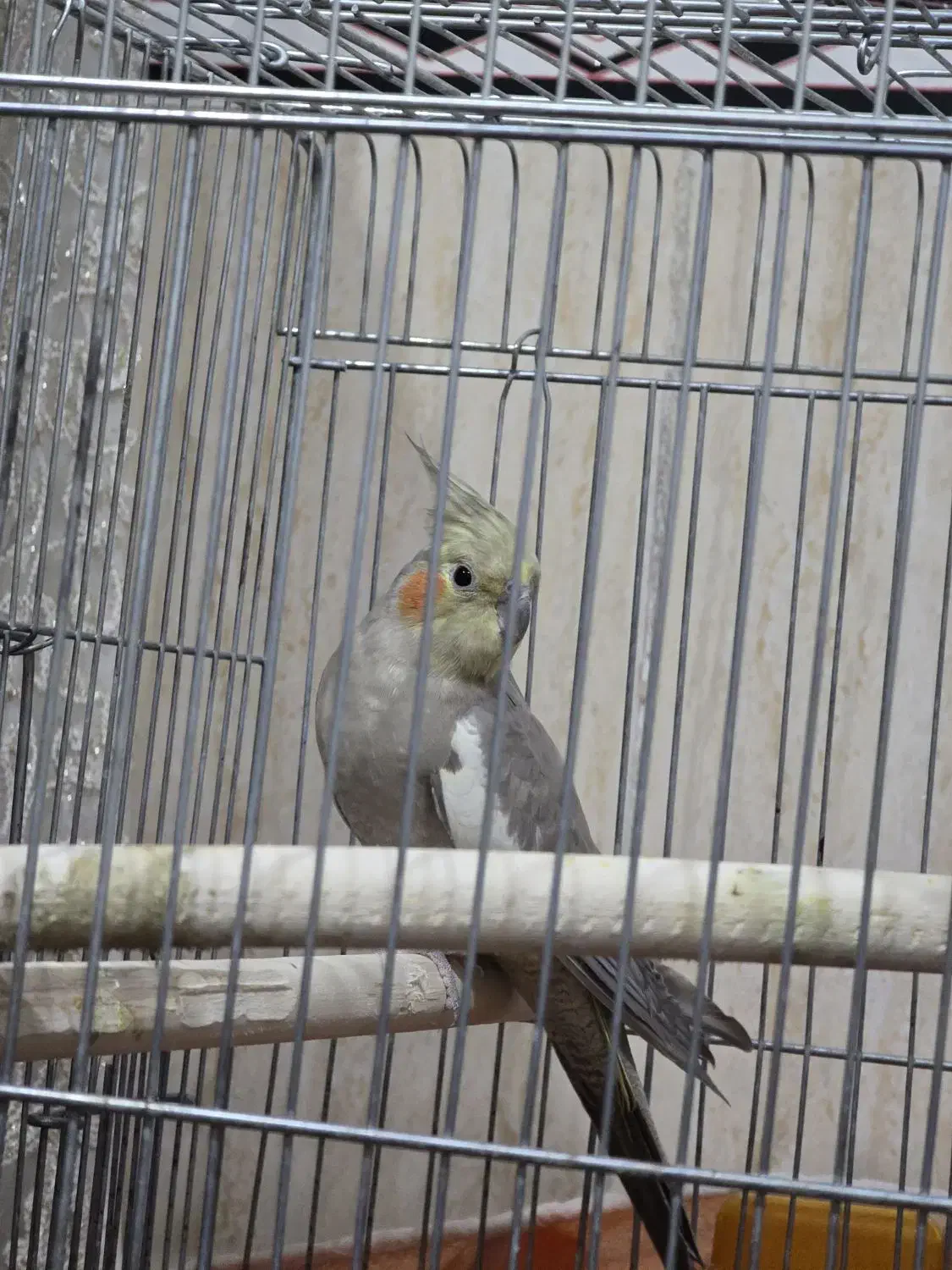 جفت عروس هلندی سخنگو|پرنده|ایوان, |دیوار