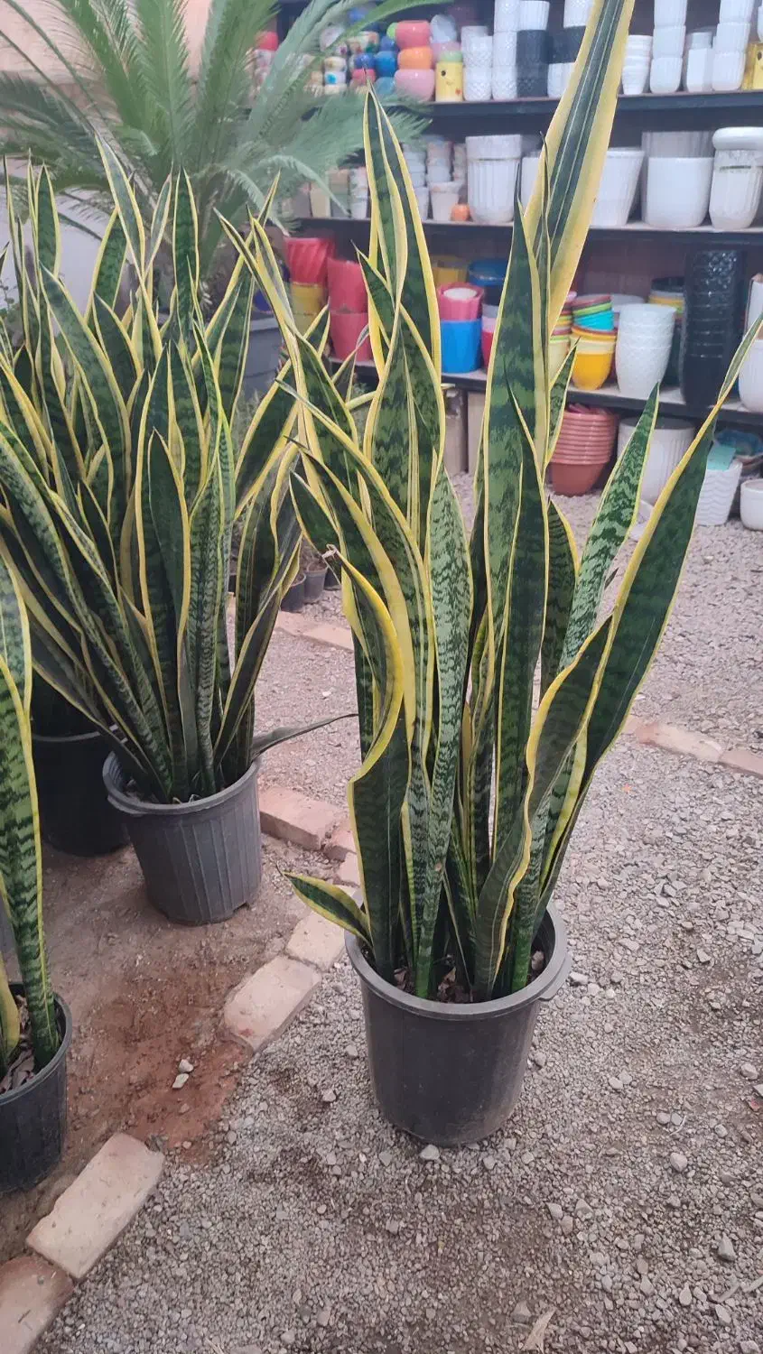 جشنواره روز مادر سانسوریا ابلق|گل و گیاه طبیعی|یزد, |دیوار