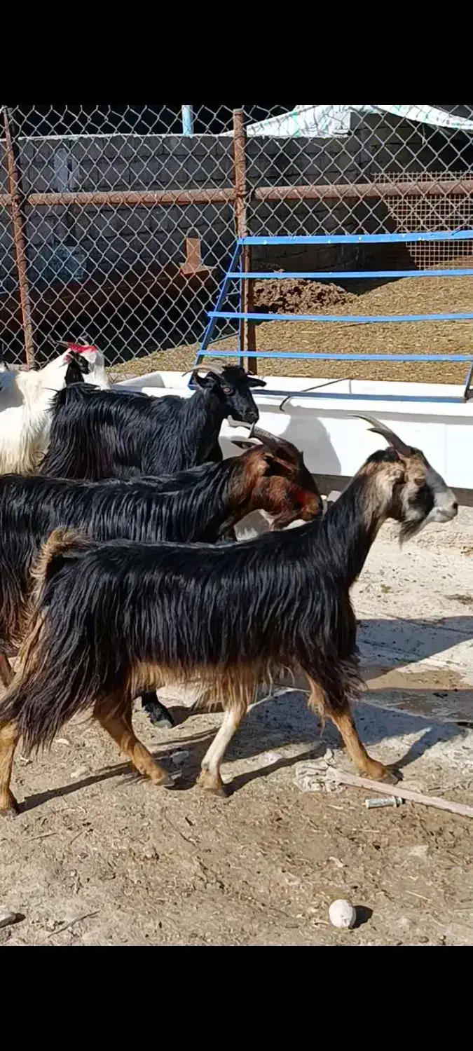 تیشتر بز|حیوانات مزرعه|بهبهان, |دیوار