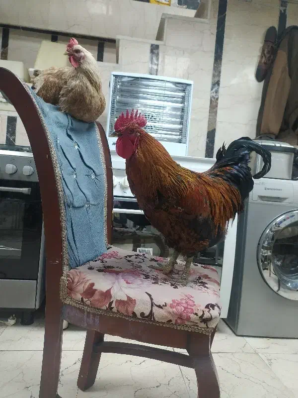 مرغ و خروس|حیوانات مزرعه|نسیم‌شهر, |دیوار