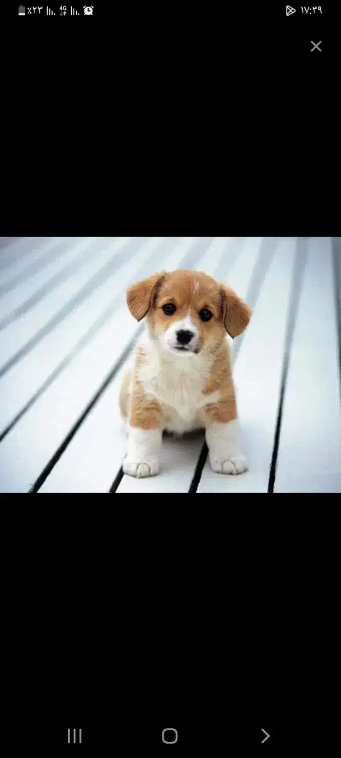 گم شده|حیوانات|تبریز, |دیوار