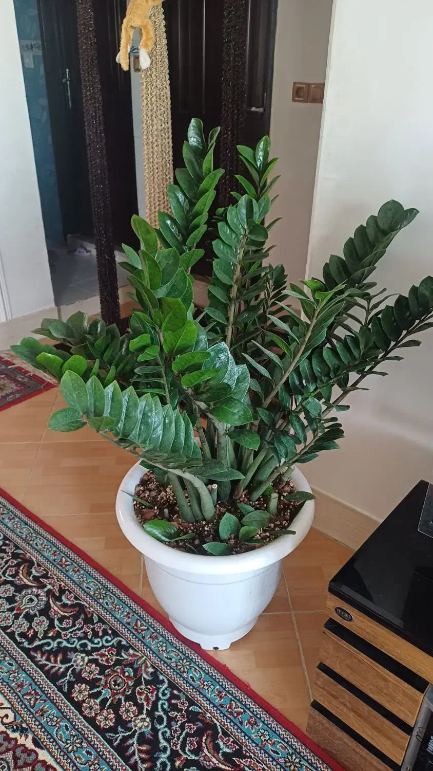 گیاه غول پیکر با۱۸تا پاجوش مخصوص خاص پسندها|گل و گیاه طبیعی|شیروان (خراسان), |دیوار