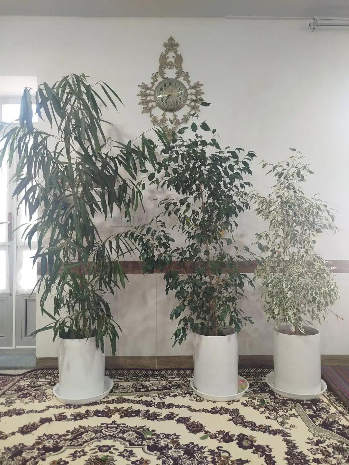 گل بنجامین ،بنجامین ابلغ ،بنجامین آمستل|گل و گیاه طبیعی|بناب, |دیوار