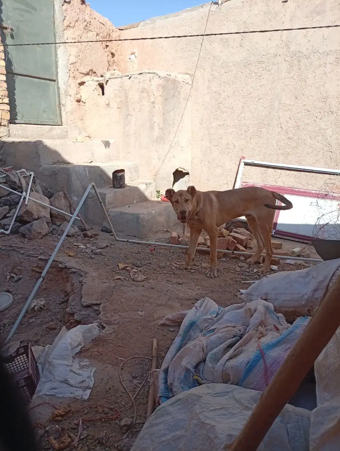 توله هشت ماهه|سگ|سجاس رود, |دیوار