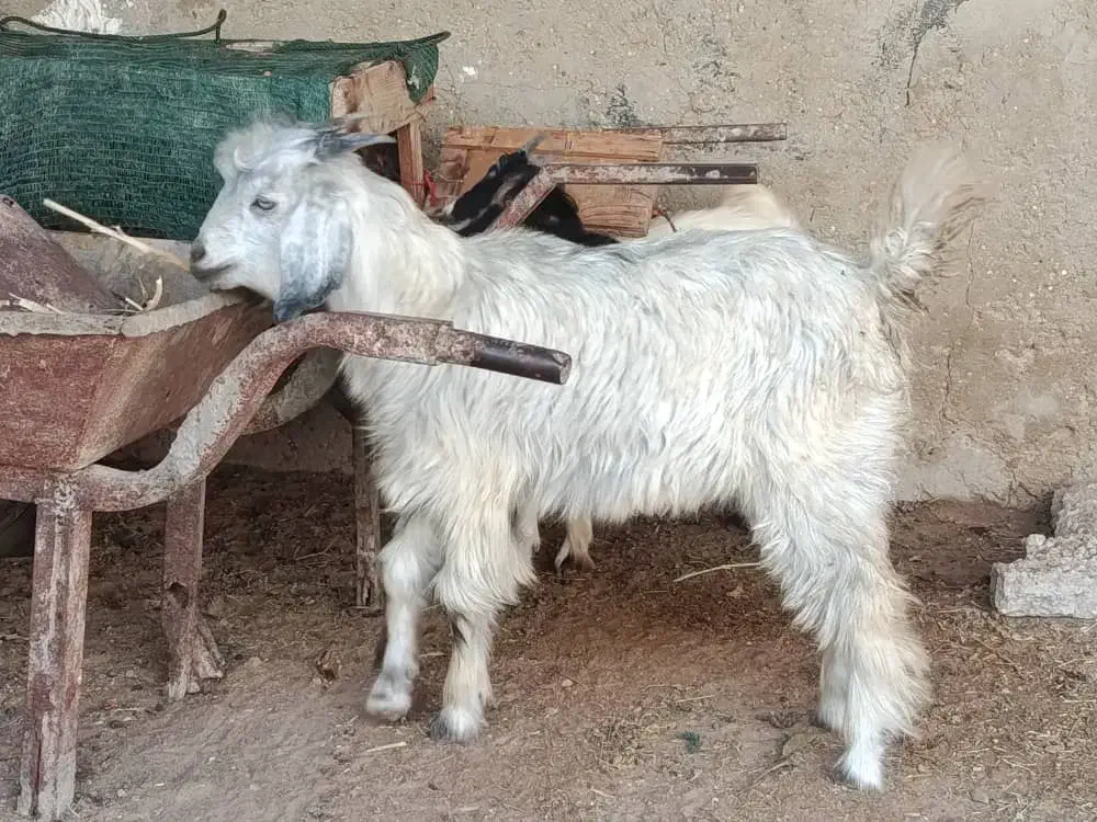 فروش سه عدد کهره|حیوانات مزرعه|بردخون, |دیوار