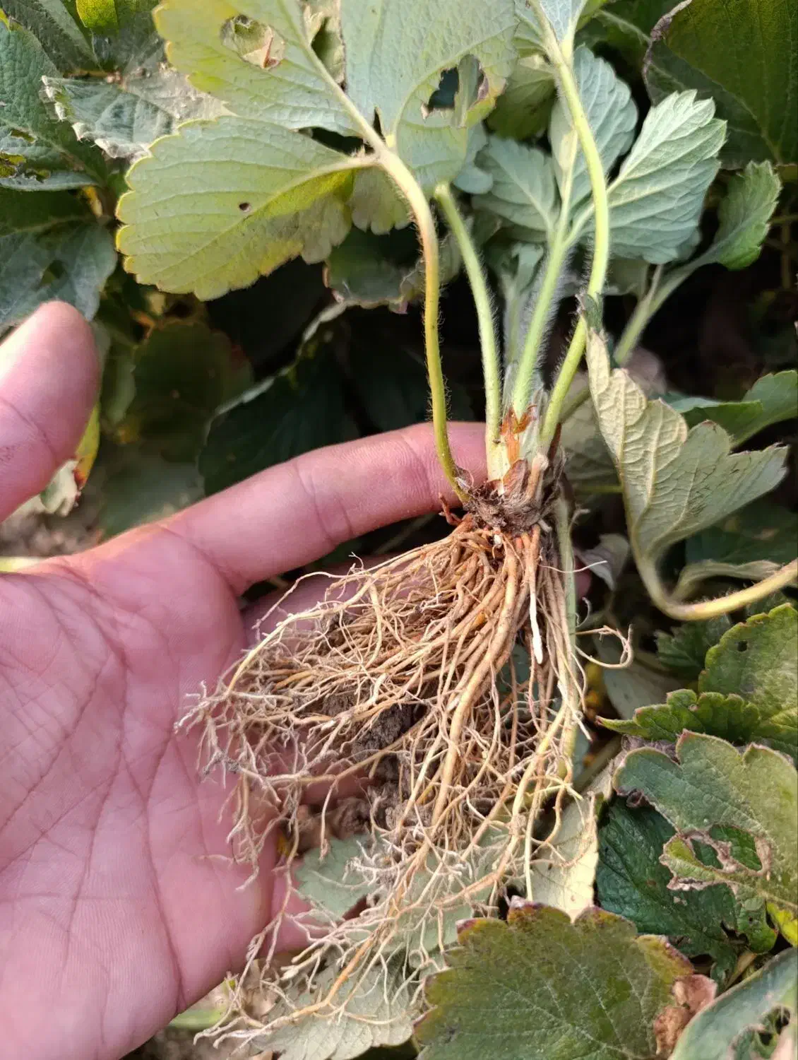 فروش بوته توت فرنگی کاماروسا وسابرینا|خدمات باغبانی و درختکاری|ماکلوان, |دیوار