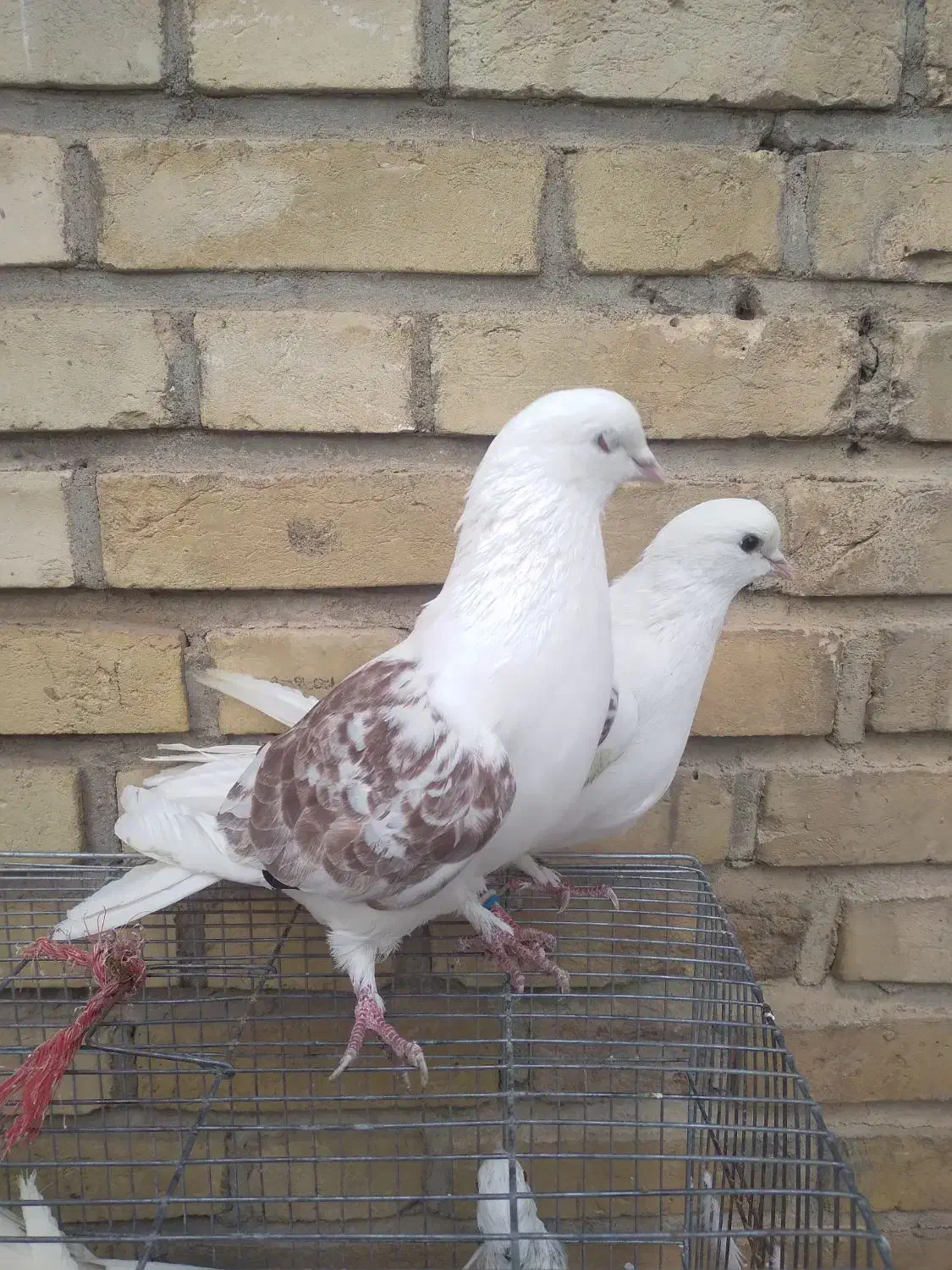 کفتر سالم|پرنده|خلخال, |دیوار