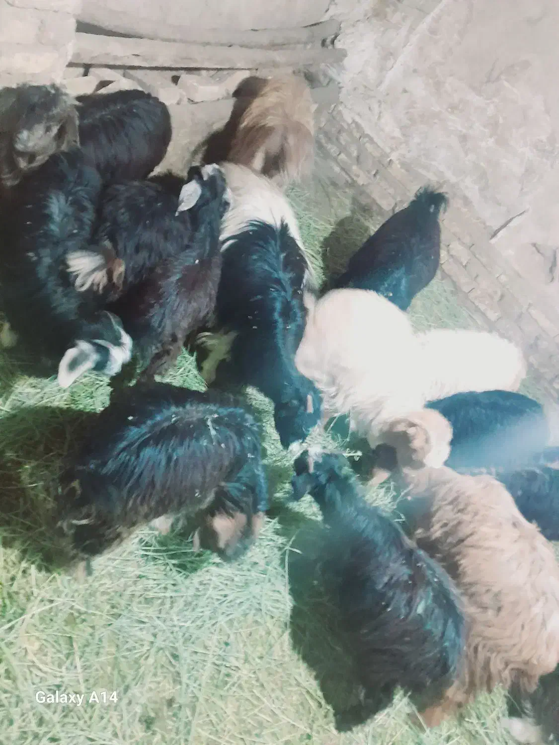 بزغاله|حیوانات مزرعه|زنجان, |دیوار