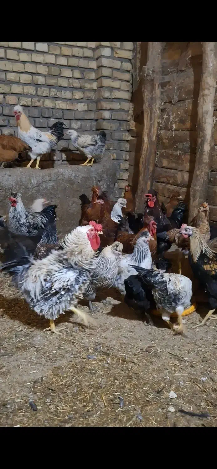 فروش خروس درشت کاکلی قیمت مناسب|حیوانات مزرعه|گلپایگان, |دیوار