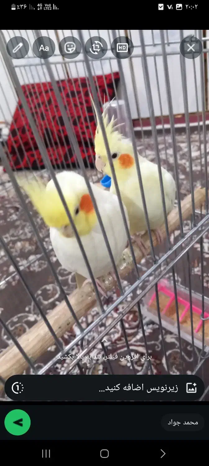 عروس هلندی|پرنده|خزل, |دیوار