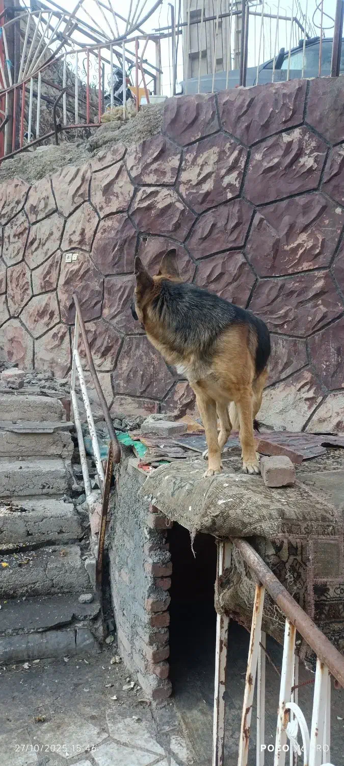 سگ ژرمن|سگ|کن, |دیوار