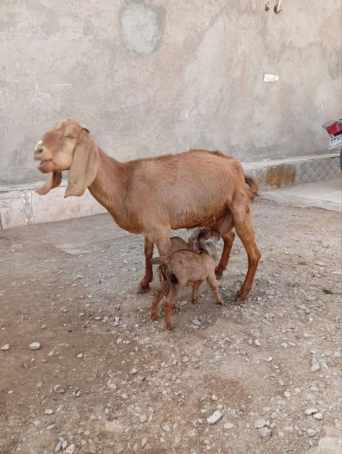 بزجملی|حیوانات مزرعه|زابل, |دیوار