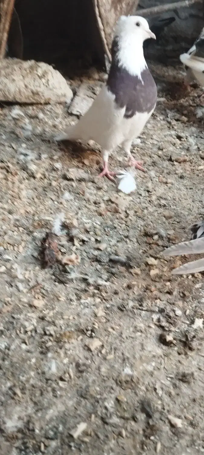 ۴ عدد کبوتر باهم برای نو بازی|پرنده|مشهد, شهید رضوی|دیوار