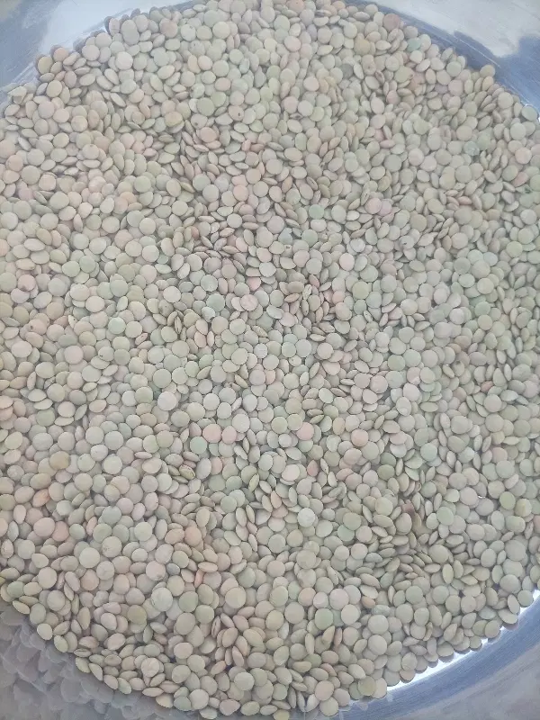 عدس‌|خوردنی و آشامیدنی|کوهدشت, |دیوار