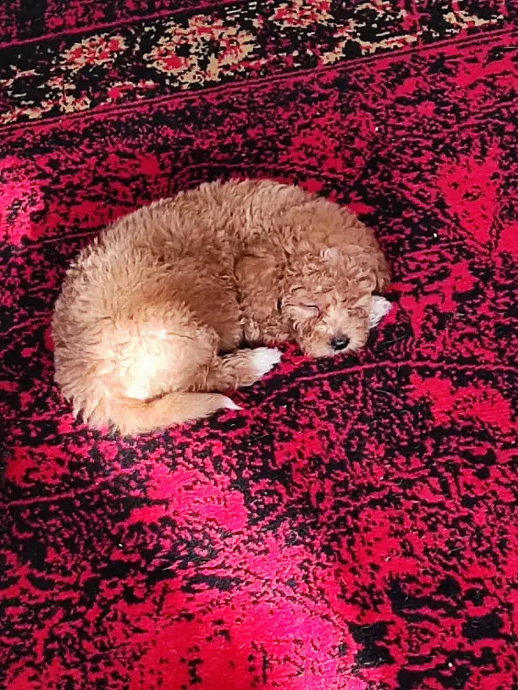 توی پودل|سگ|کرج, حصارک بالا|دیوار