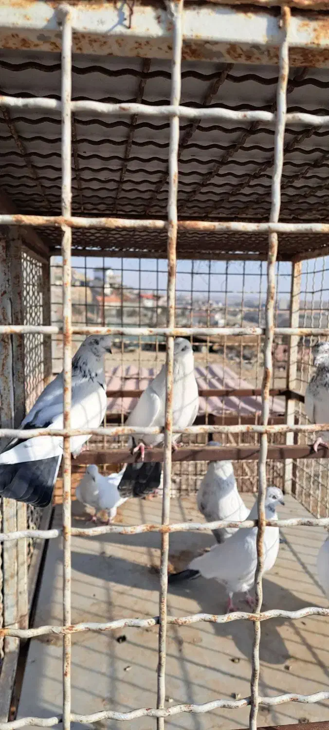 کفتر نوک قنار|پرنده|رودهن, |دیوار