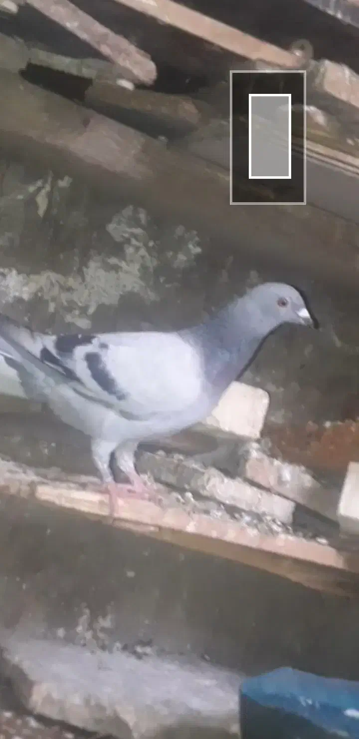 این کبوتر ۱۰ روز کسی خواست|پرنده|کارون, |دیوار