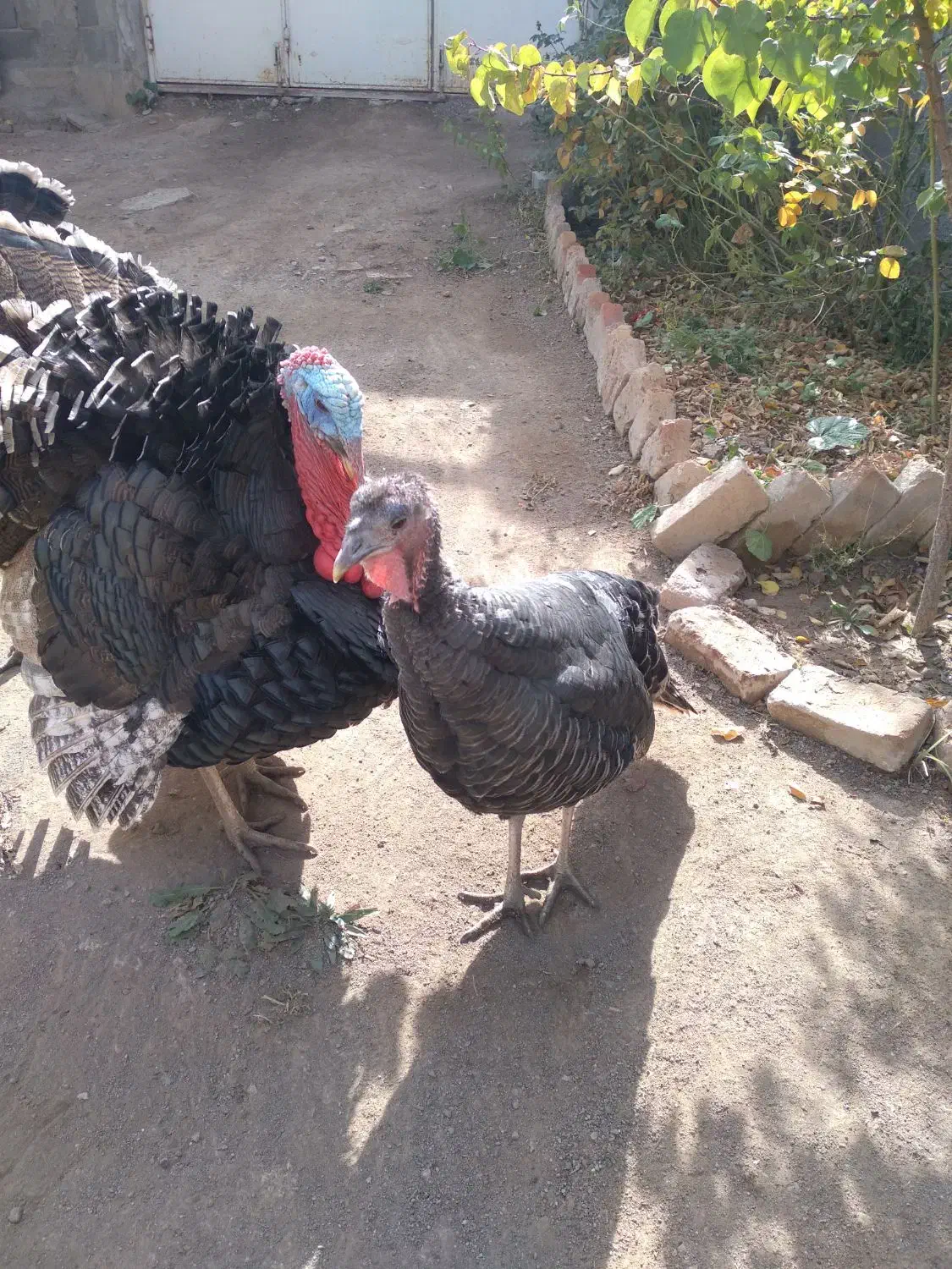 بوقلمون|حیوانات مزرعه|کوثر, |دیوار