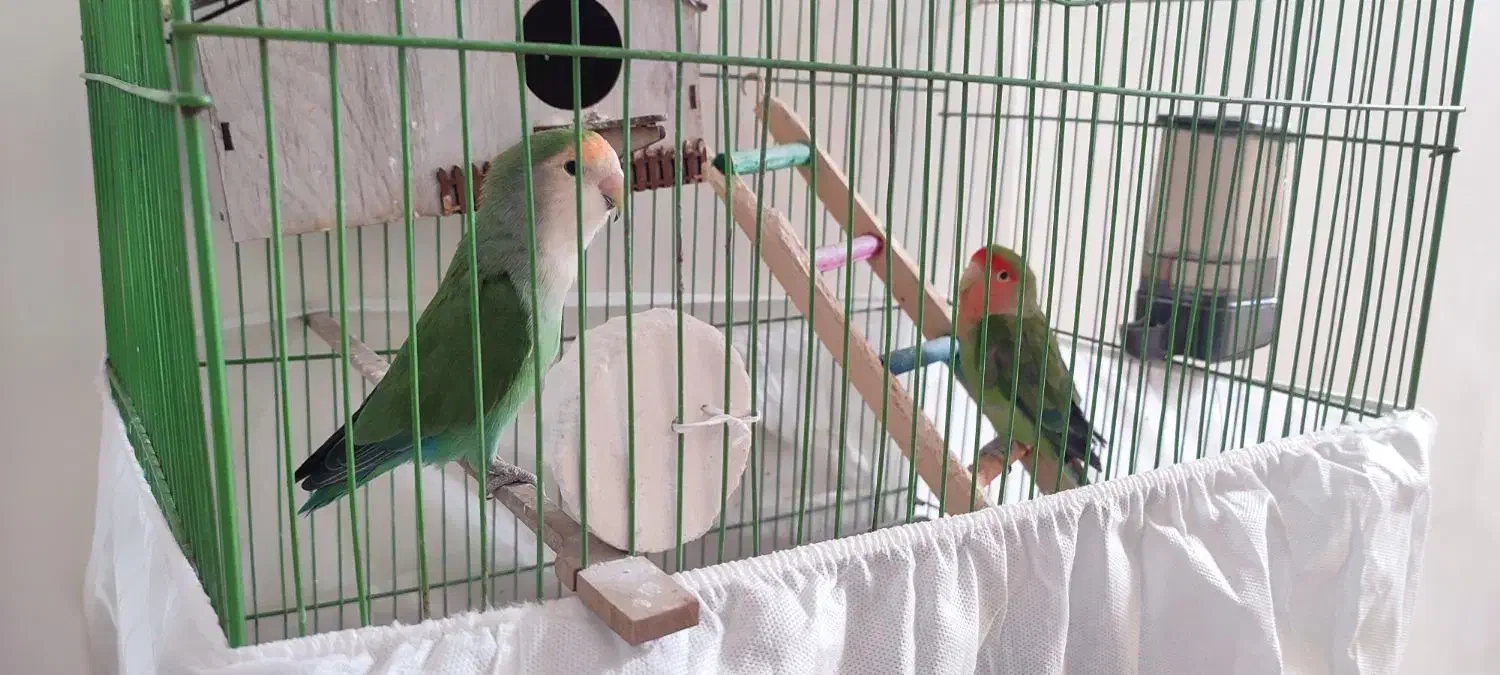 یک جفت طوطی برزیلی|پرنده|قزوین, |دیوار