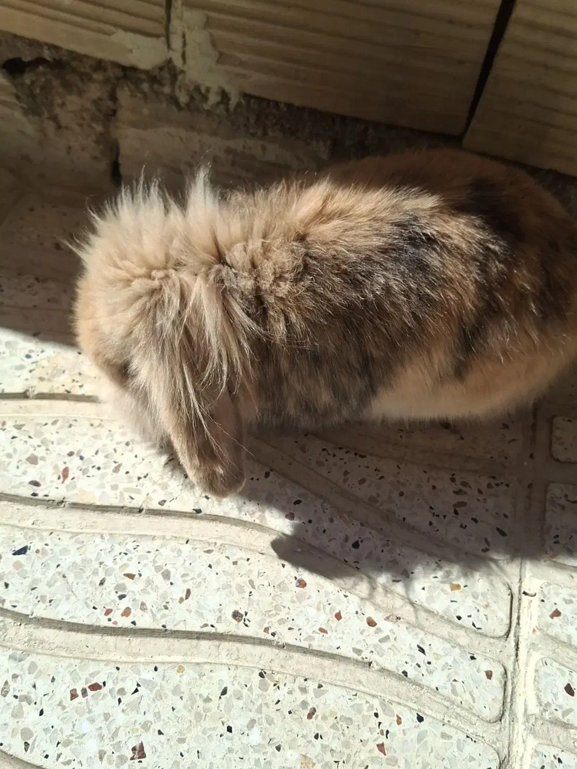 خرگوش هلندی خوشگل|موش و خرگوش|شیراز, گویم|دیوار