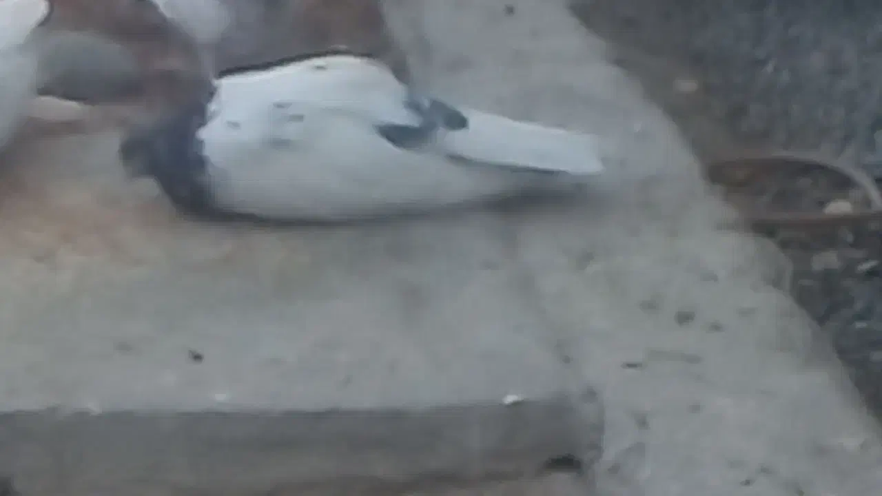 کله ای کشیده|پرنده|عنبرآباد, |دیوار