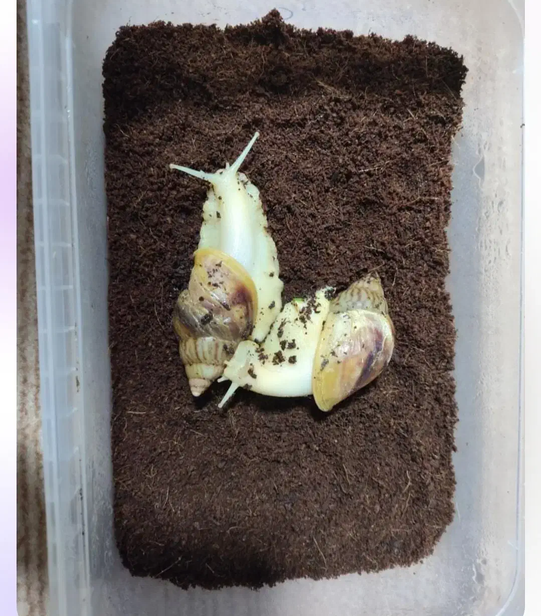 فروش حلزون|خزنده|لاهیجان, لیل|دیوار