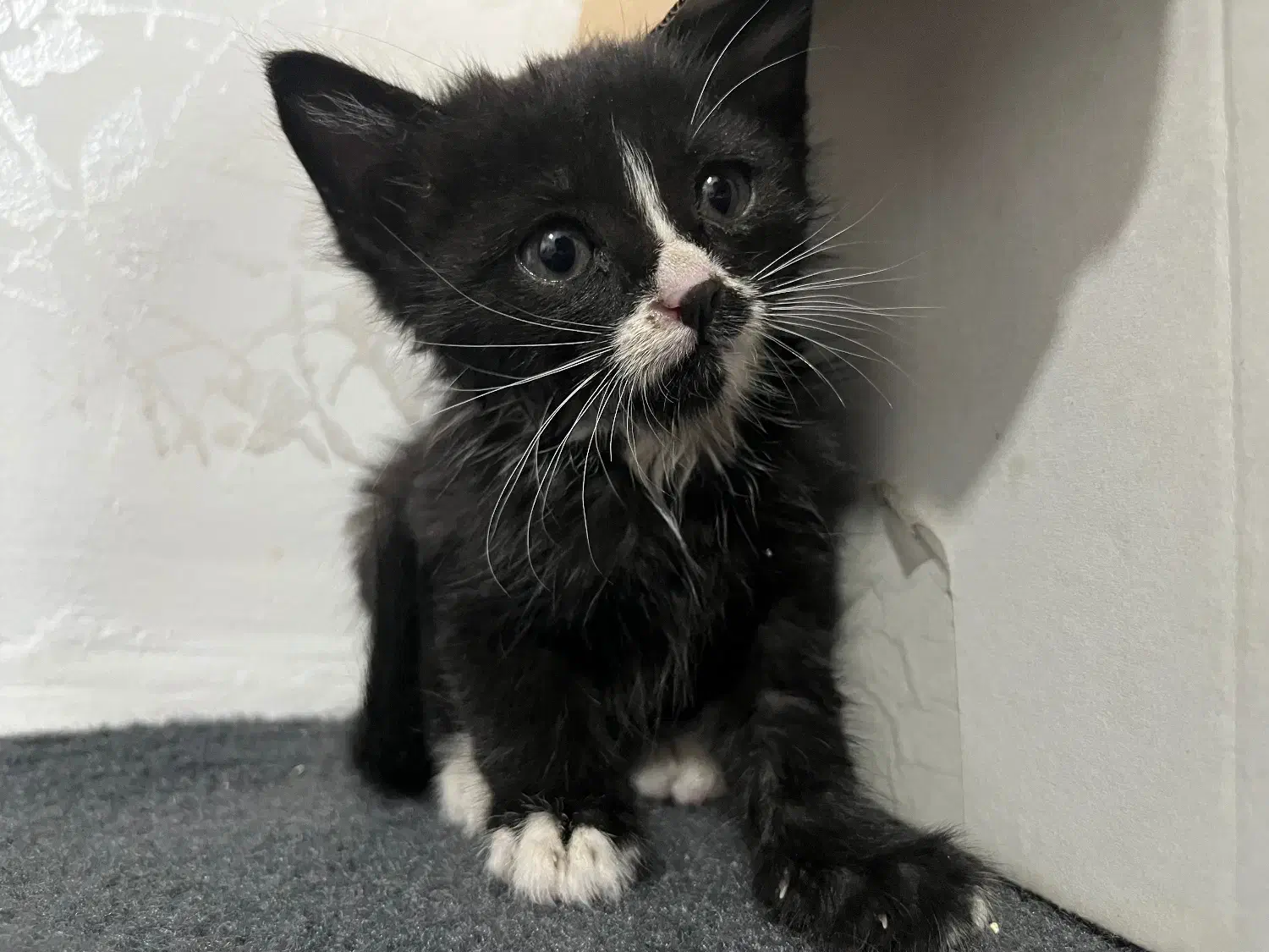 واگذاری گربه|گربه|خرم‌آباد, |دیوار