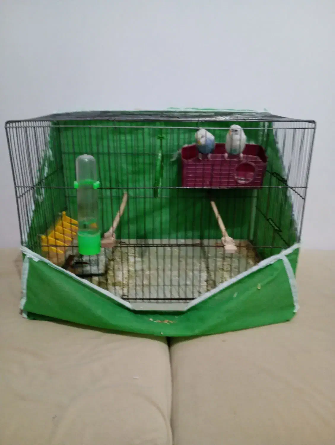 مرغ عشق نر و ماده بدون قفس|پرنده|محمدیه-قزوین, |دیوار