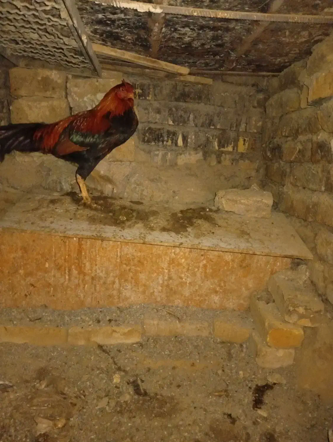 مرغ محلی|حیوانات مزرعه|تربت‌حیدریه, ترمینال|دیوار