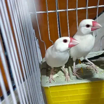 فنچ نرگسی|پرنده|خاش, |دیوار