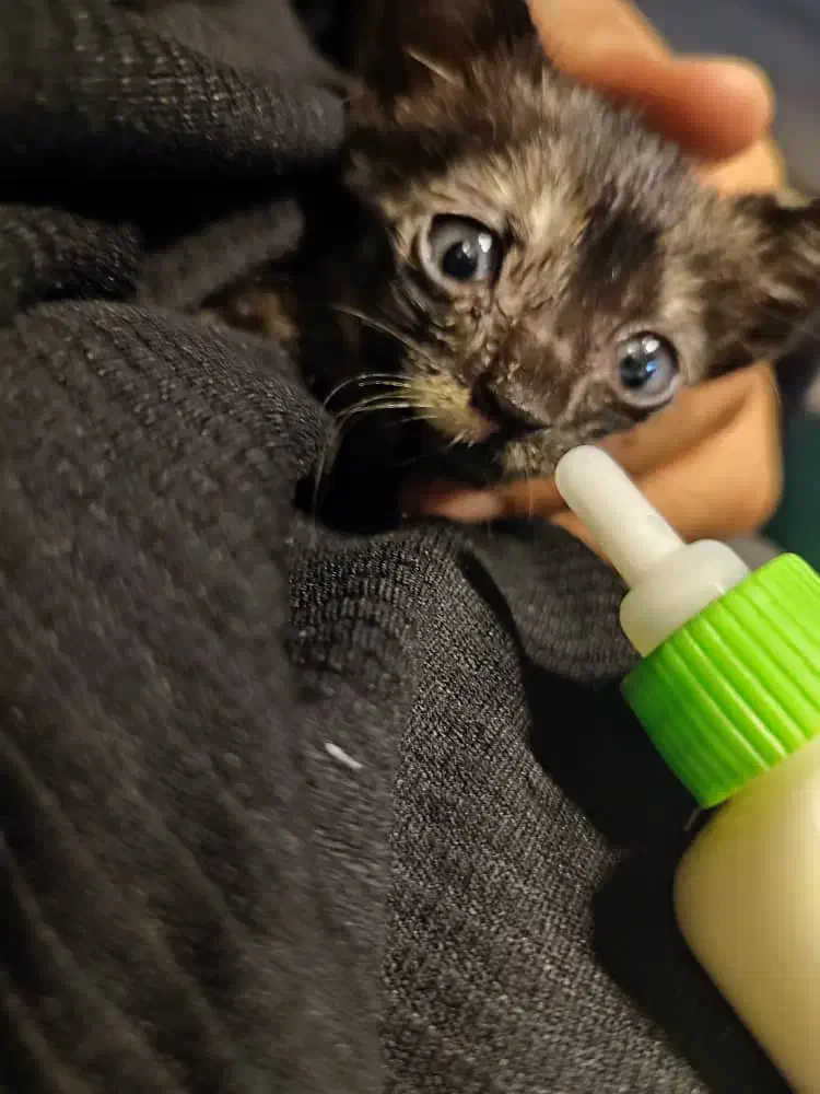 گربه های ملوس برای واگذاری باهزینه عقیمسازی وغذا|گربه|بندرعباس, |دیوار