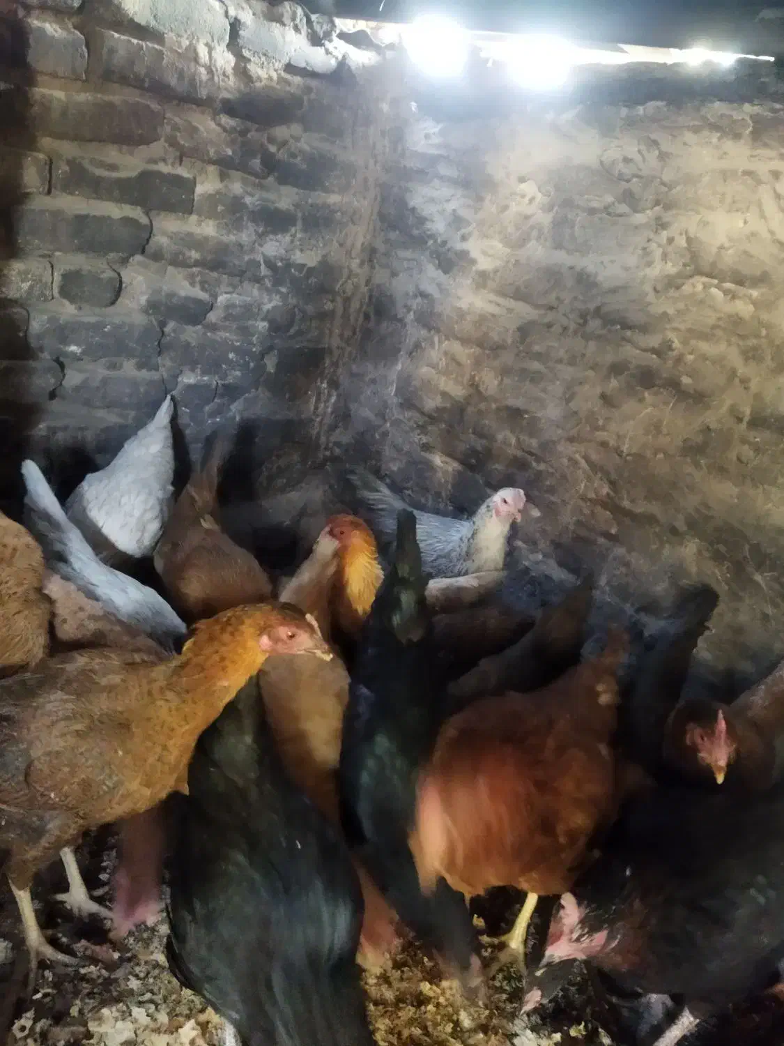 مرغ محلی ولاری|حیوانات مزرعه|اشتهارد, |دیوار